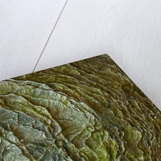 Frosty rock surface by Assaf Frank